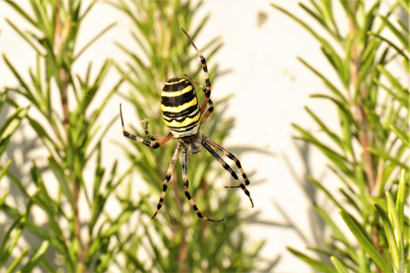 Canon EF 24-70mm F4L IS USM sample photo. Wasp spider, spider, cobweb photography