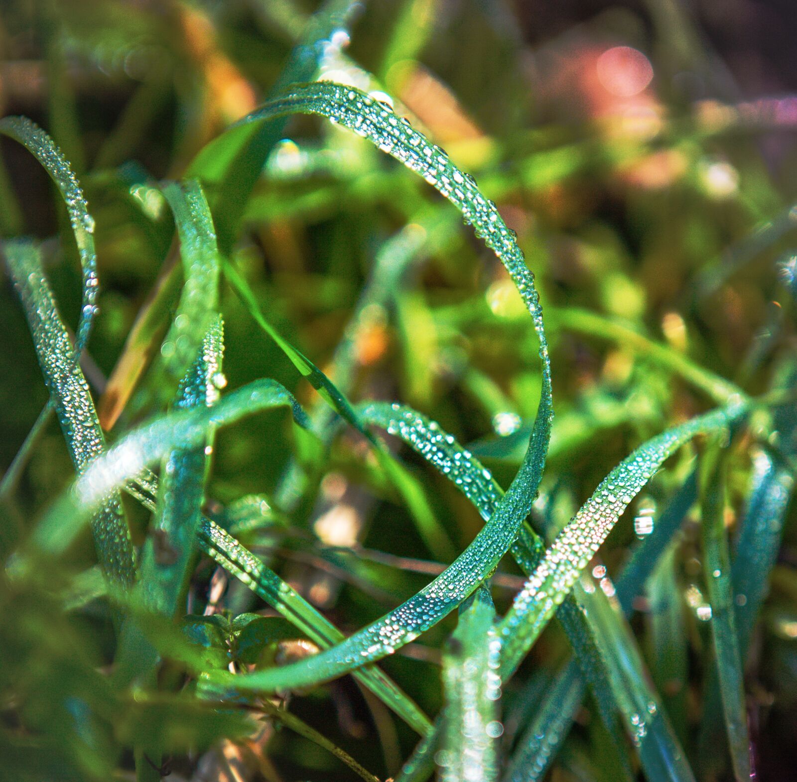 Canon EOS 5D Mark III sample photo. Grass, rosa, autumn photography