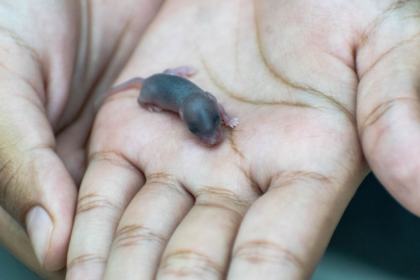 Nikon D3300 sample photo. Baby rat, rat, newborn photography
