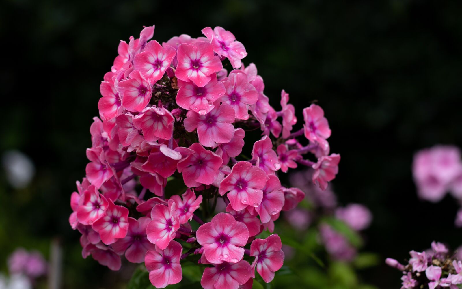 Canon EOS 7D Mark II + Canon EF 50mm F1.8 STM sample photo. Phlox, flame flower, flowers photography