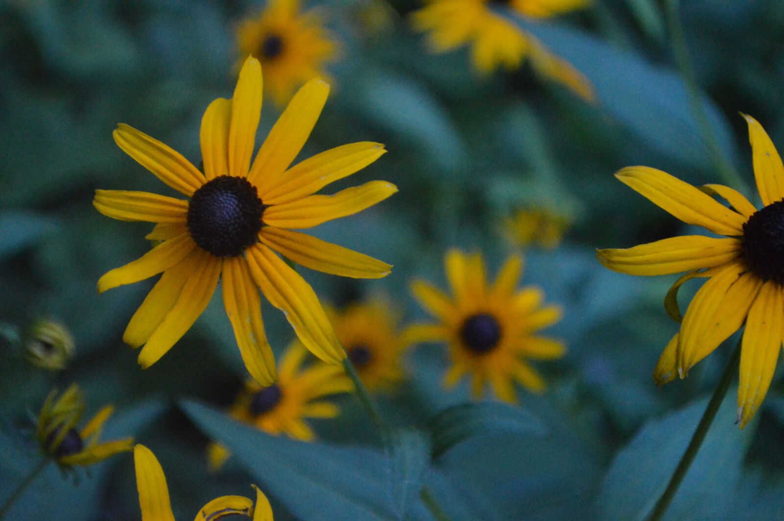Nikon D3200 sample photo. Flowers, yellow flowers, nature photography
