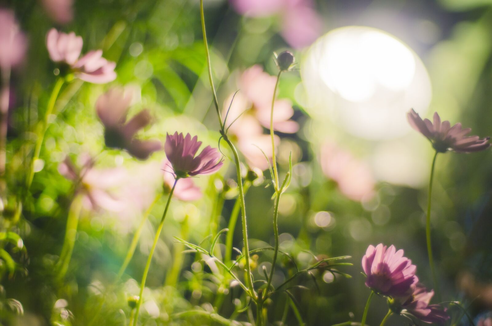 Nikon D7000 sample photo. Cosmos, flowers, natural photography