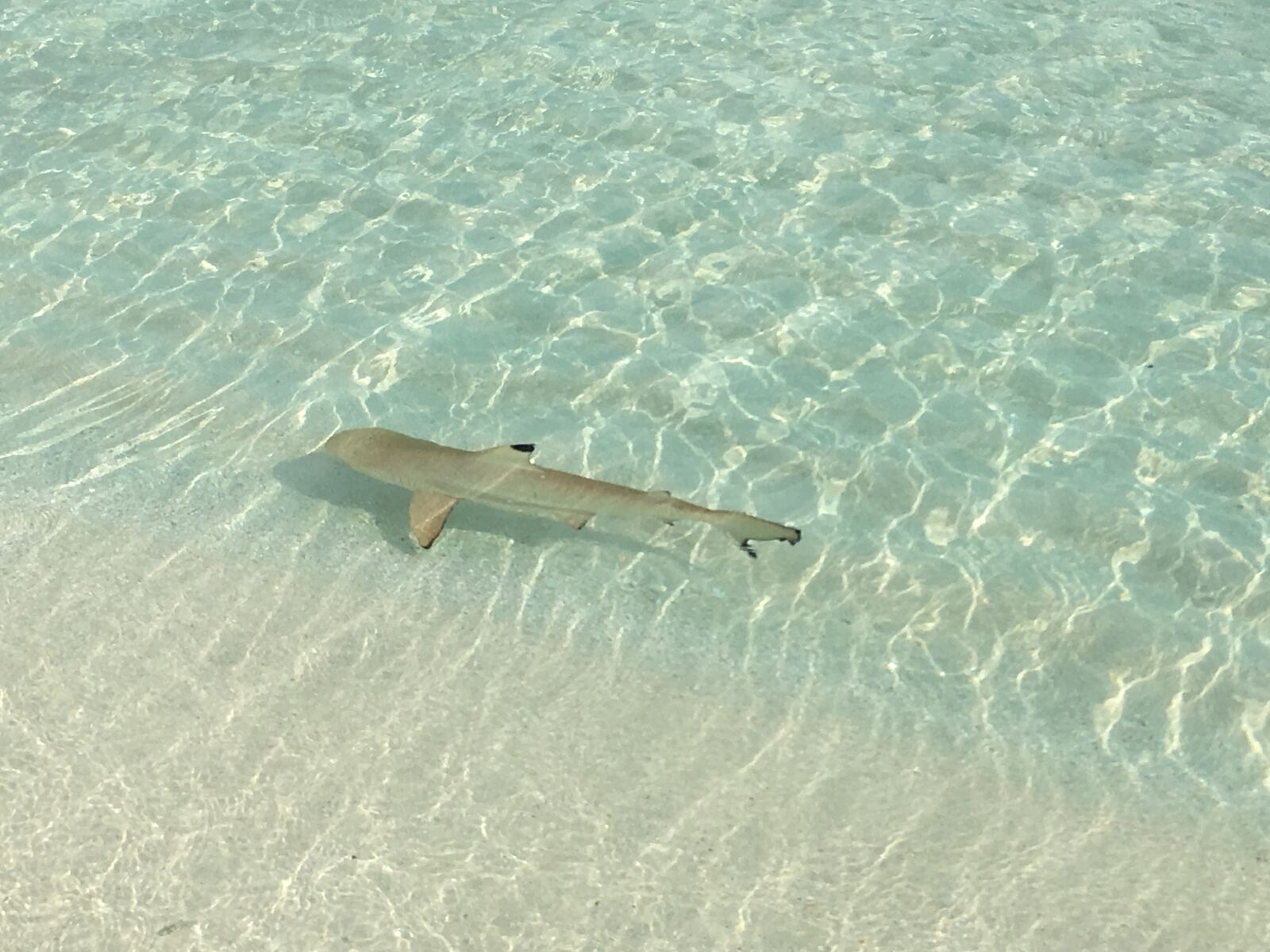 iPhone SE back camera 4.15mm f/2.2 sample photo. Shark, underwater, ocean photography