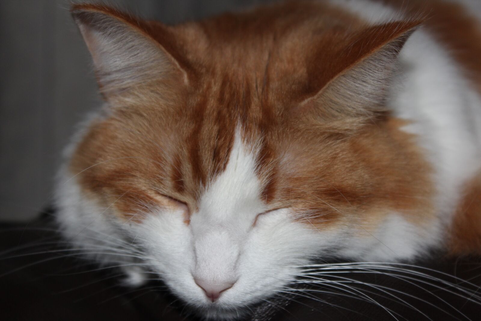 Canon EOS 600D (Rebel EOS T3i / EOS Kiss X5) sample photo. Cat, sleeping, feline photography