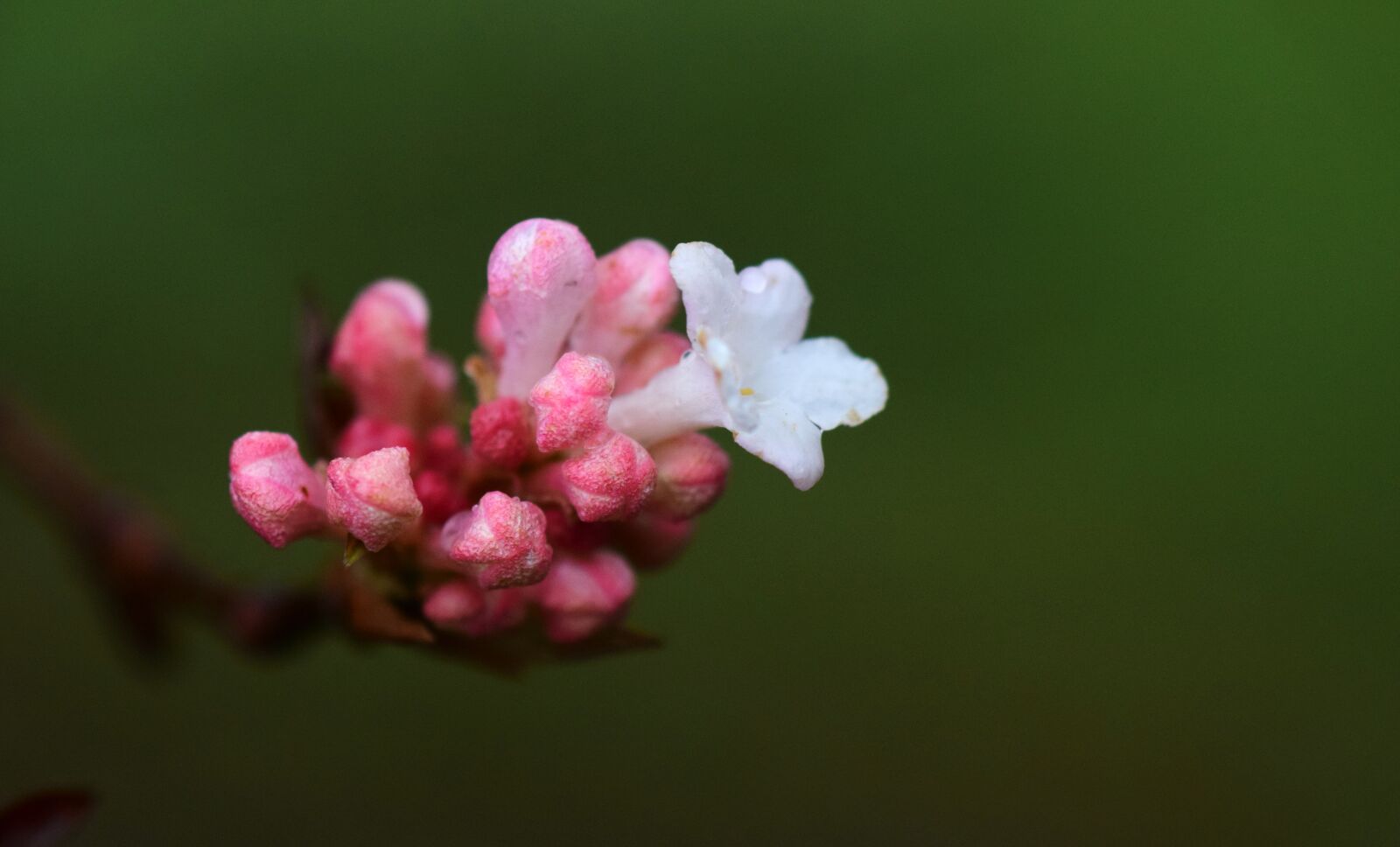 Nikon D3300 sample photo. Blossom, bloom, small photography