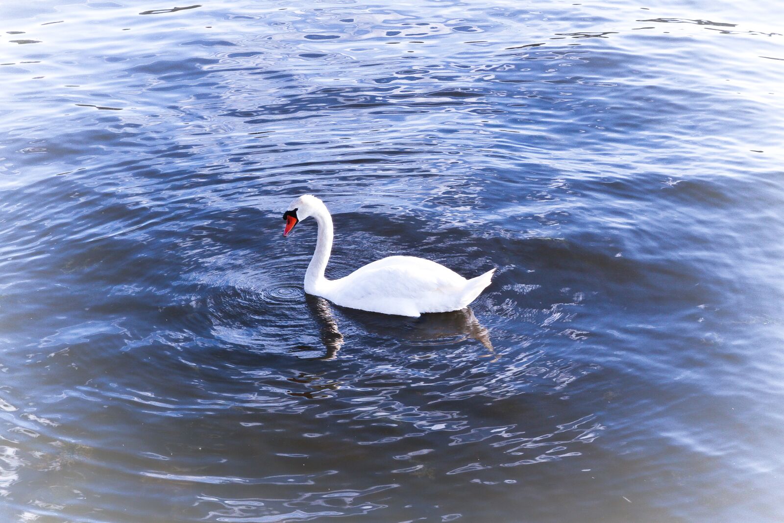 Canon EOS 7D sample photo. White swan, lake, water photography