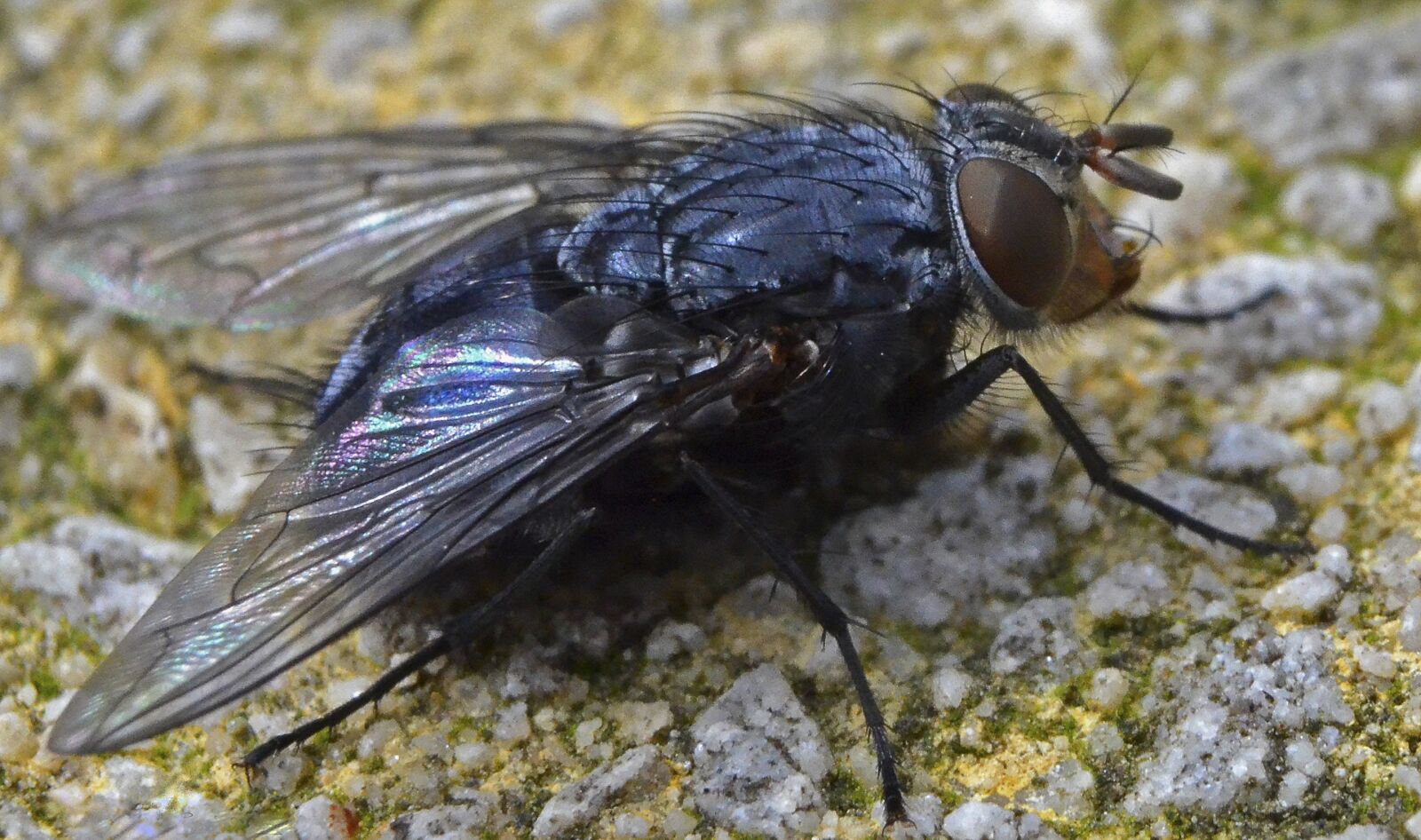 Nikon D5100 sample photo. Insect, fly, bluebottle photography