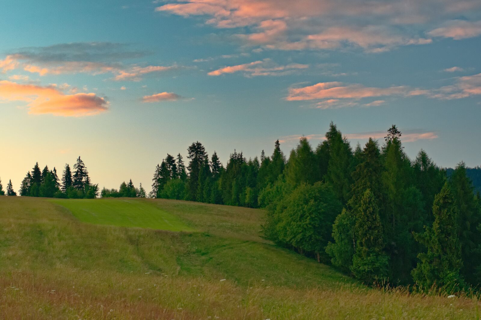 Nikon D5300 sample photo. Landscape, tree, forest photography