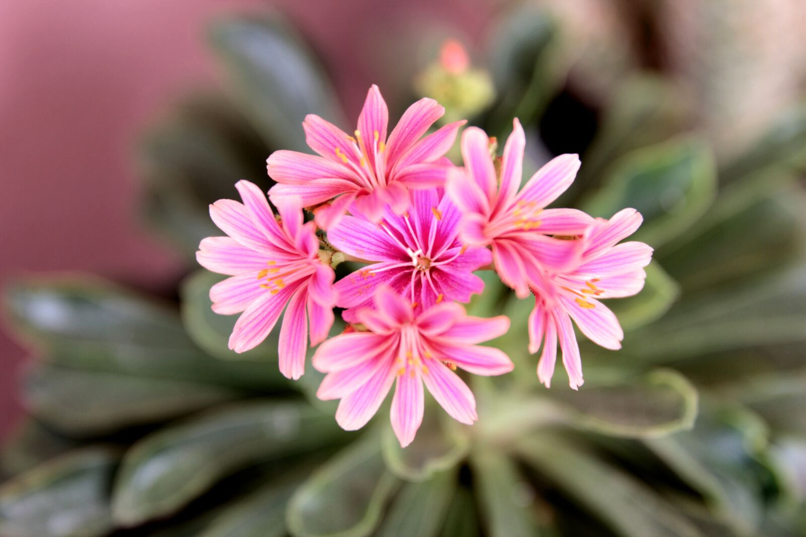 Canon EF 24-70mm F2.8L II USM sample photo. Succulents, flower, plant photography