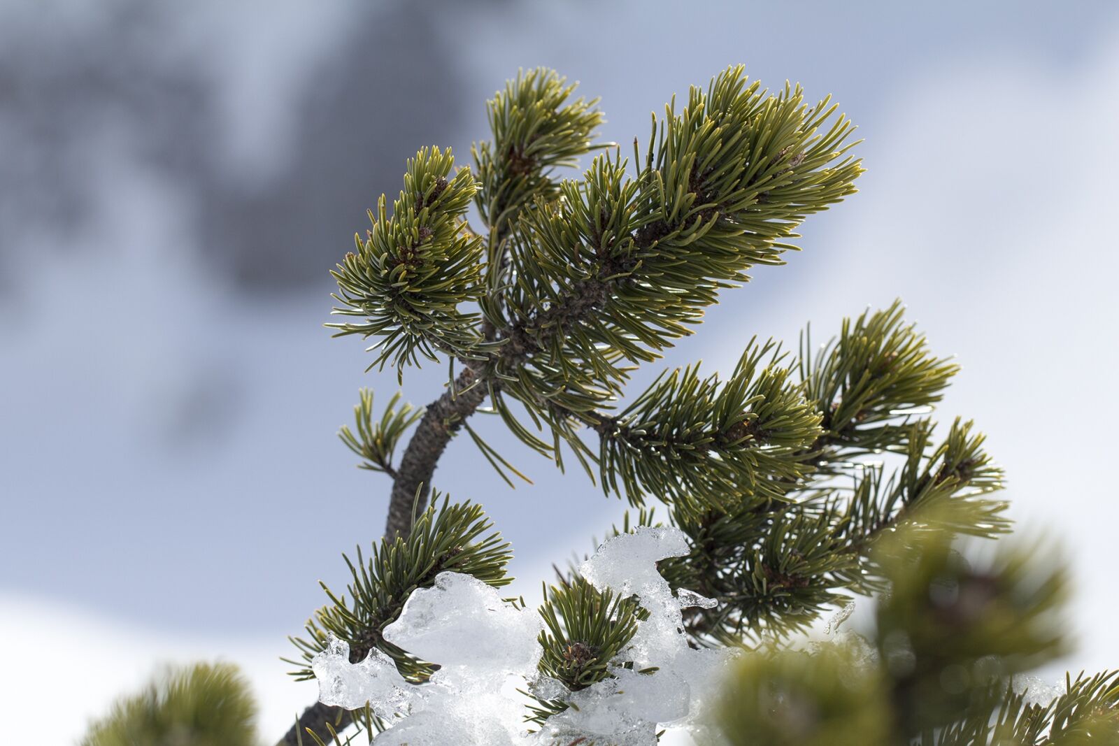Canon EF 100mm F2.8L Macro IS USM sample photo. Pine, pinus mugo, mountain photography