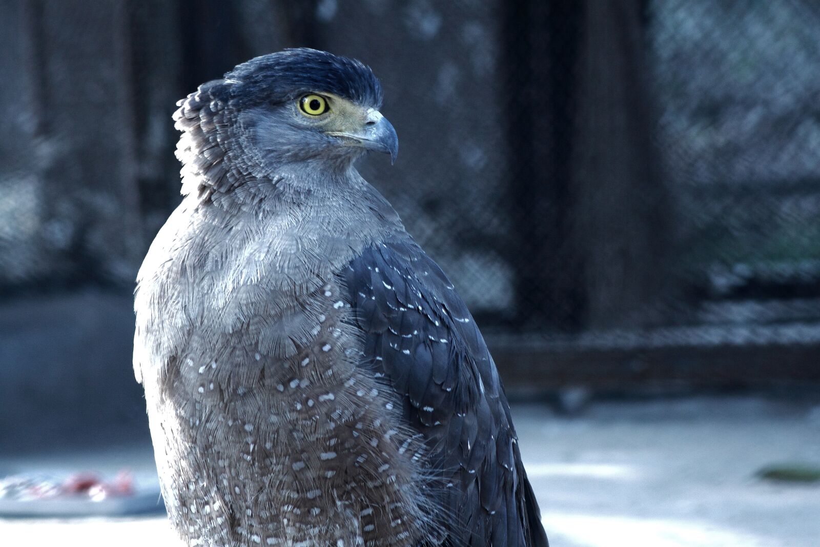 Canon EOS 500D (EOS Rebel T1i / EOS Kiss X3) sample photo. Eagle, predator, bird photography