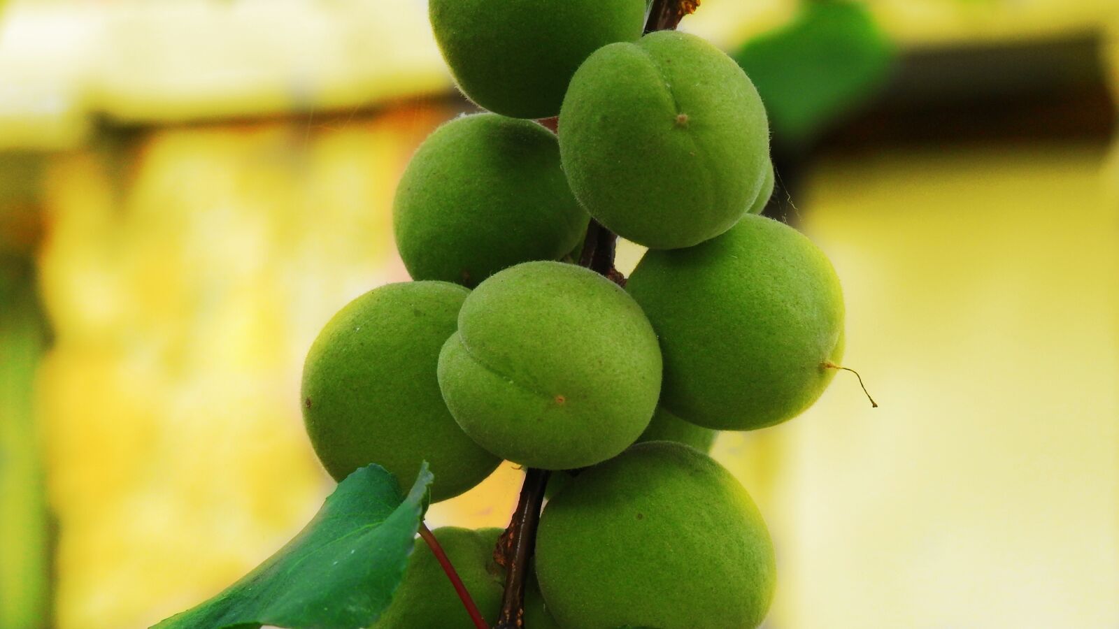 Nikon Coolpix P900 sample photo. Apricot, acerbo, tree photography