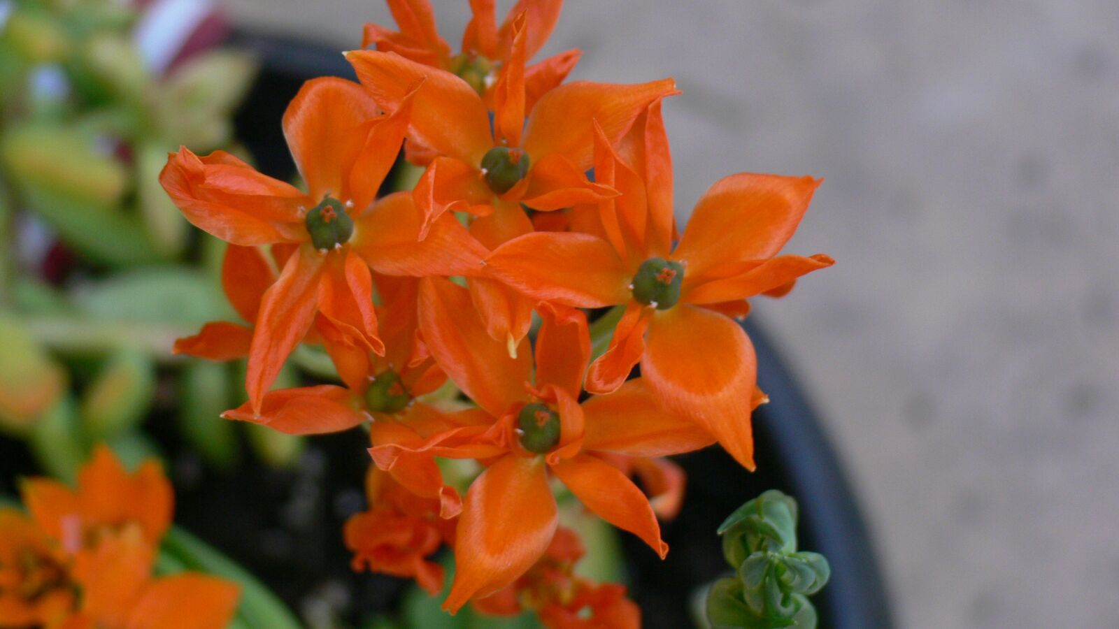 Panasonic DMC-FZ30 sample photo. Orange star, blooms, cluster photography