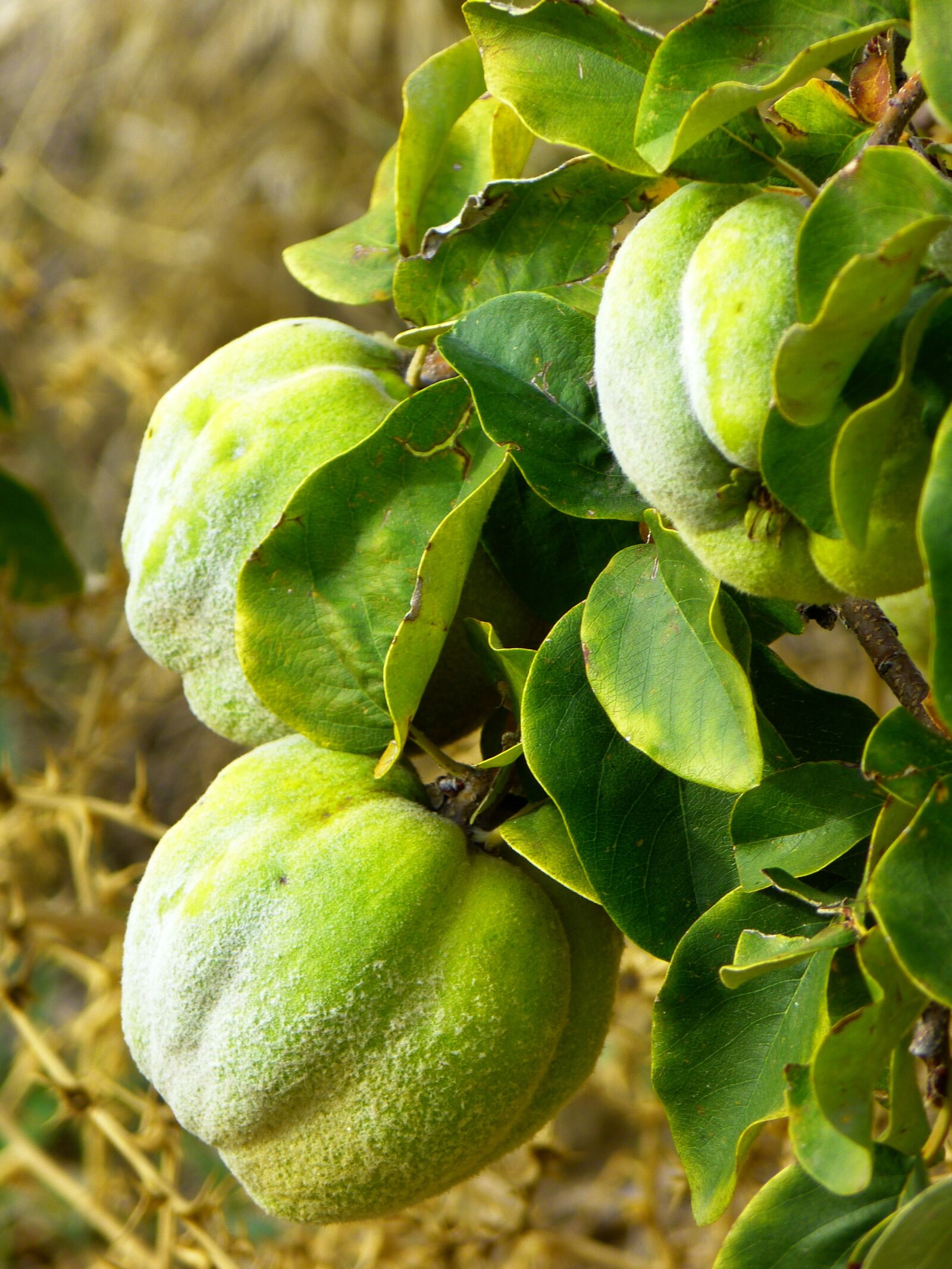 Panasonic Lumix DMC-FZ150 sample photo. Quince, fruit, plant photography