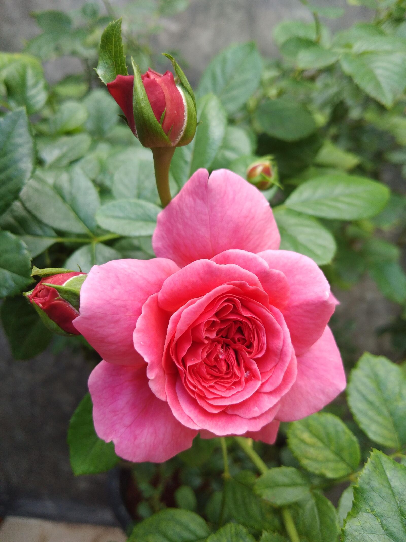 vivo 1716 sample photo. Rose, bloom, flower photography