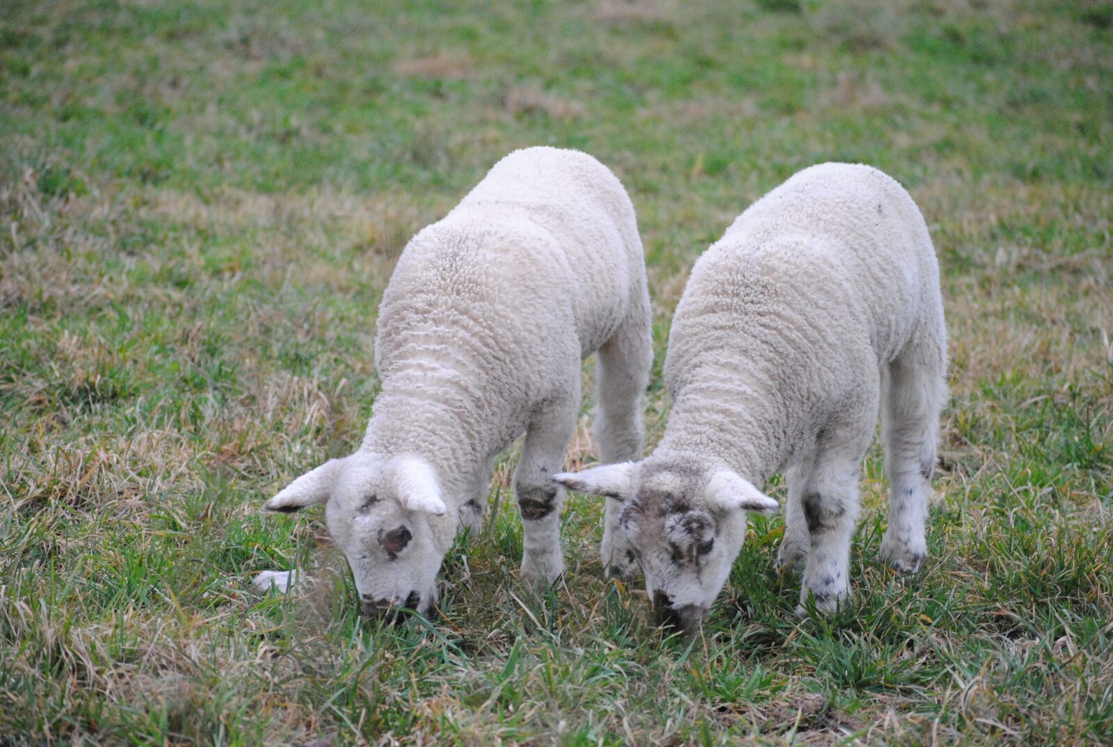 Nikon D3000 sample photo. Sheep, animals, twins photography