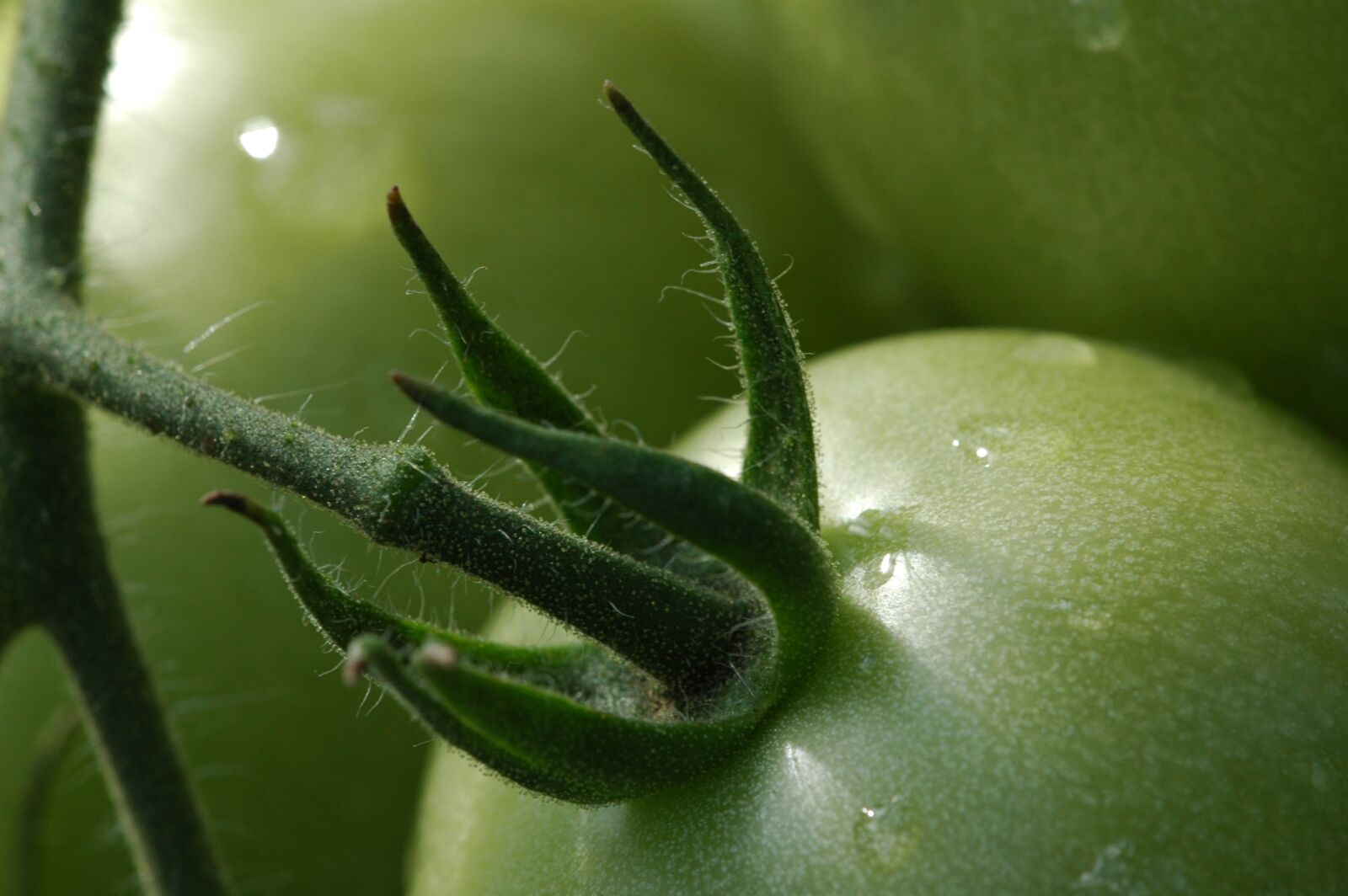 Nikon D70 sample photo. Tomato, tomatoes, green photography