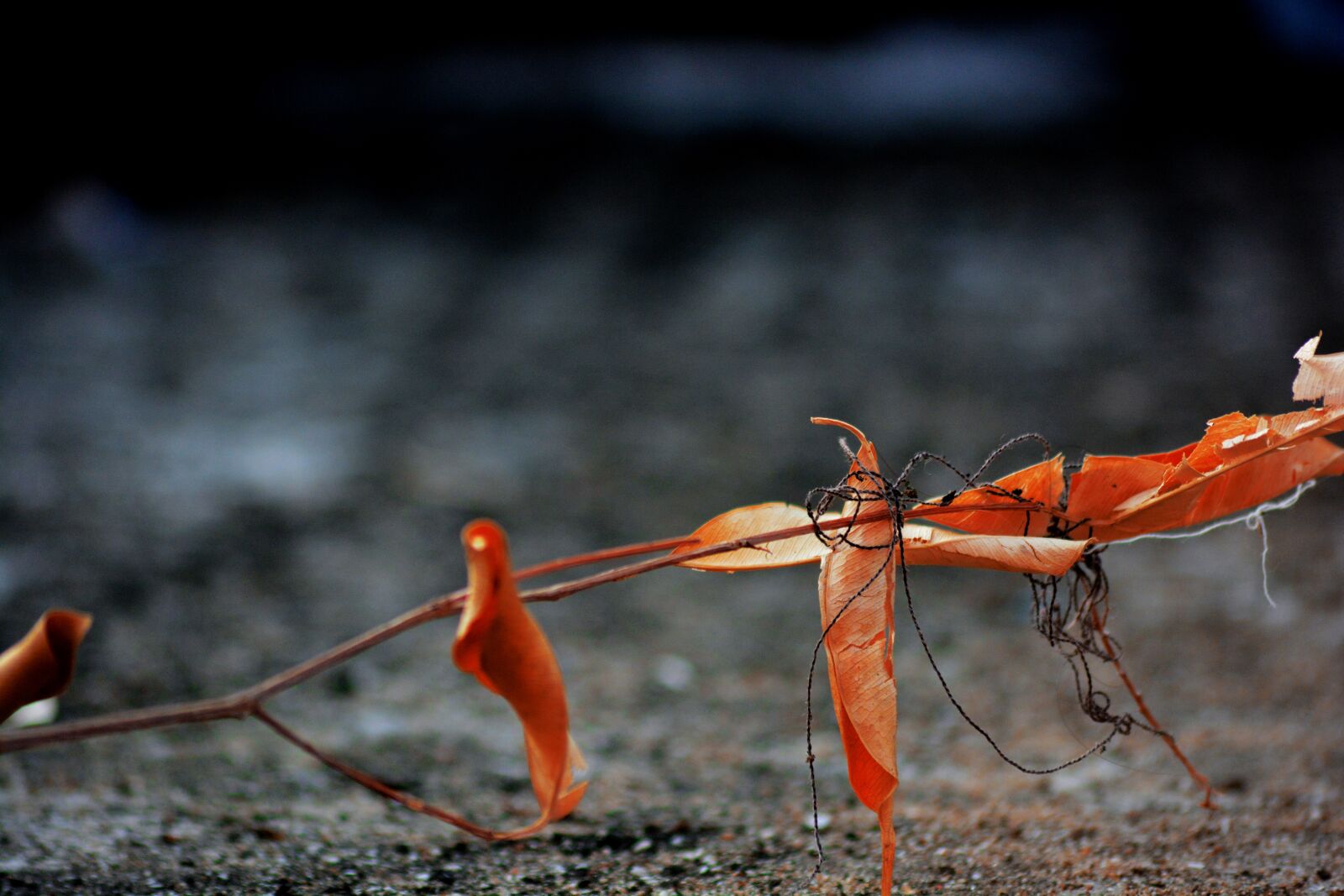 Nikon D5200 sample photo. Nature, invertebrate, wildlife photography