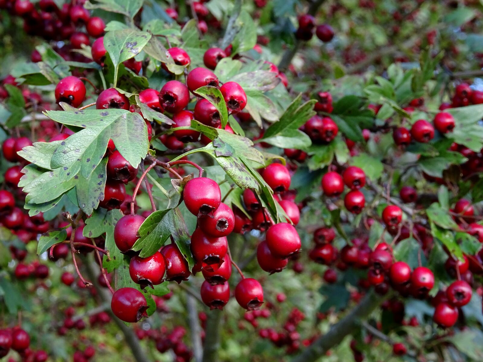 Sony DSC-HX60 sample photo. Berries, red, rowanberries photography