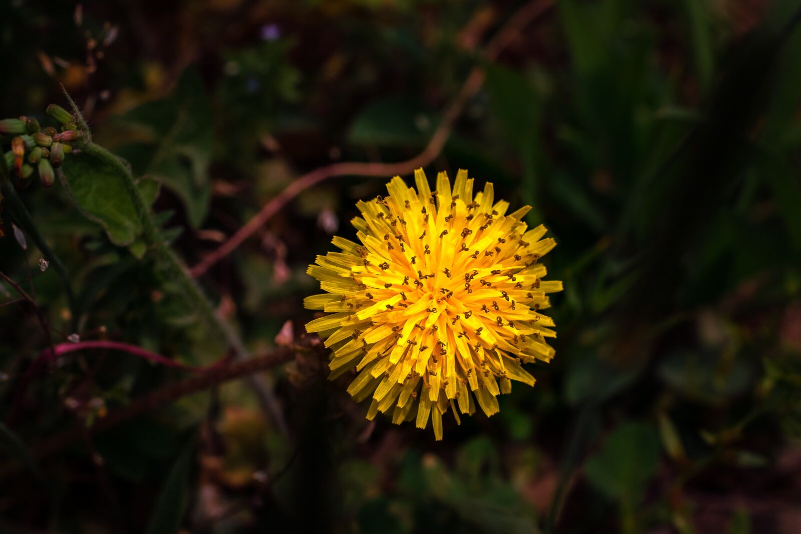 Nikon D3100 sample photo. Dandelion flower, mr hall photography