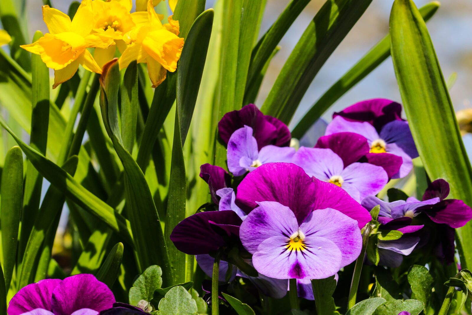 Canon EOS 70D sample photo. Nature, garden, flower photography