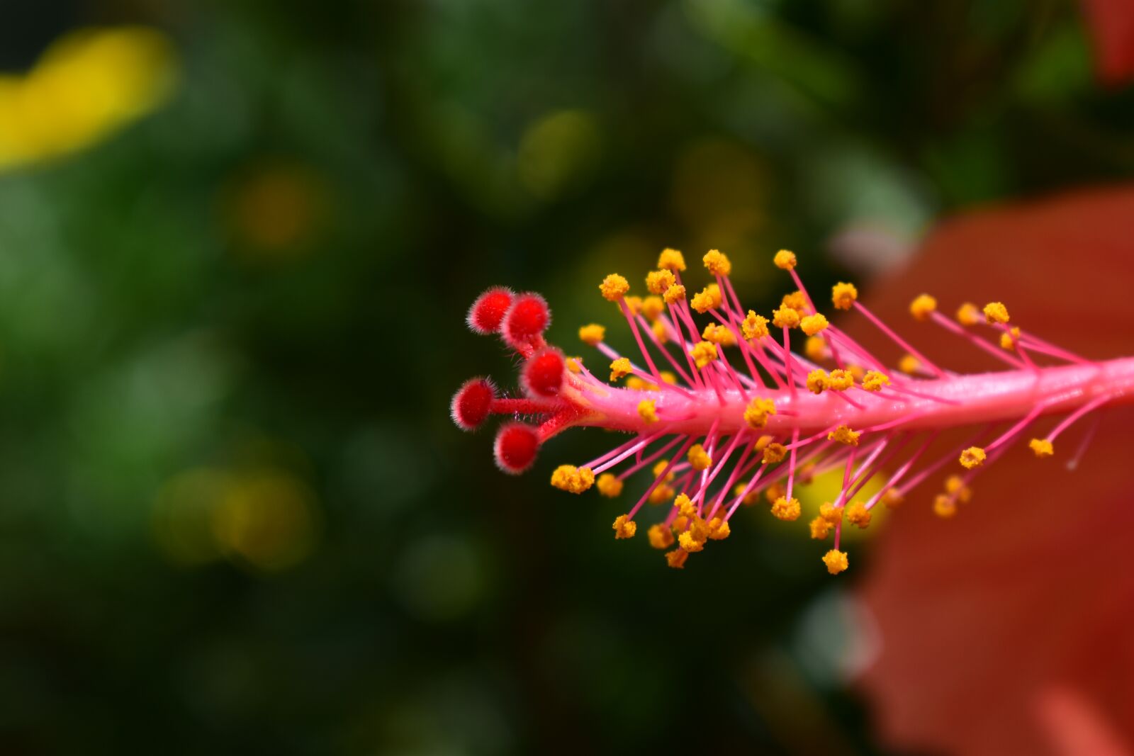 Nikon D3400 sample photo. Flower, nature, plant photography