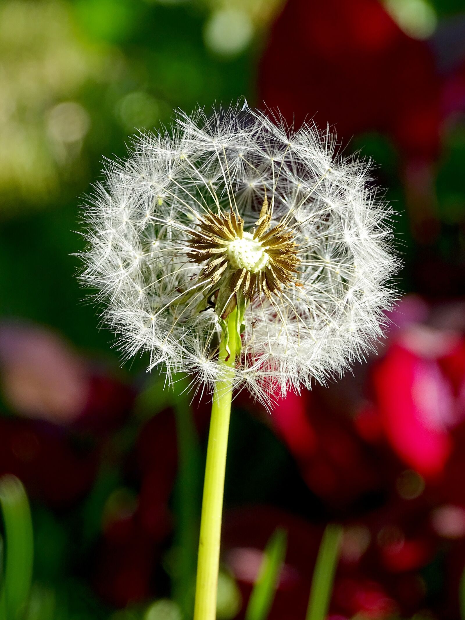 Sony Cyber-shot DSC-HX400V sample photo. Dandelion, seeds, nature photography