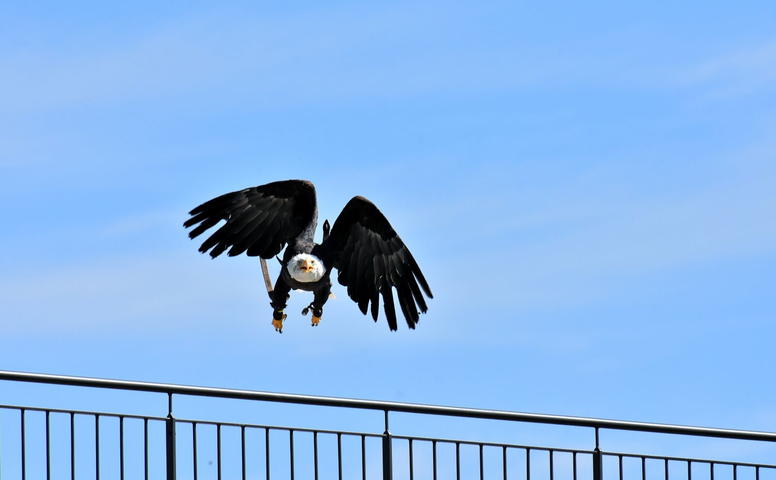 Nikon D7200 sample photo. Adler, bald eagle, flying photography