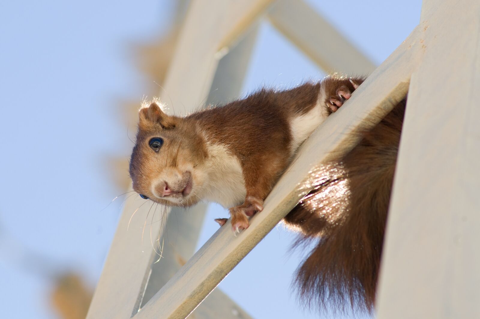 Nikon D300 sample photo. Squirrel, rodent, cute photography