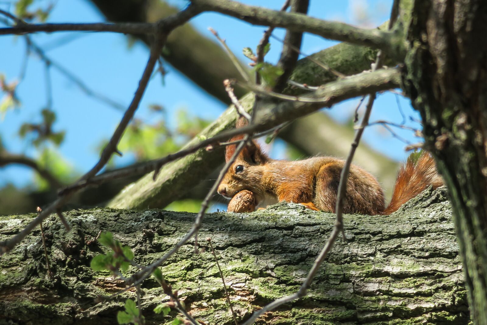 Canon PowerShot G3 X sample photo. Squirrel, walnut, eat photography