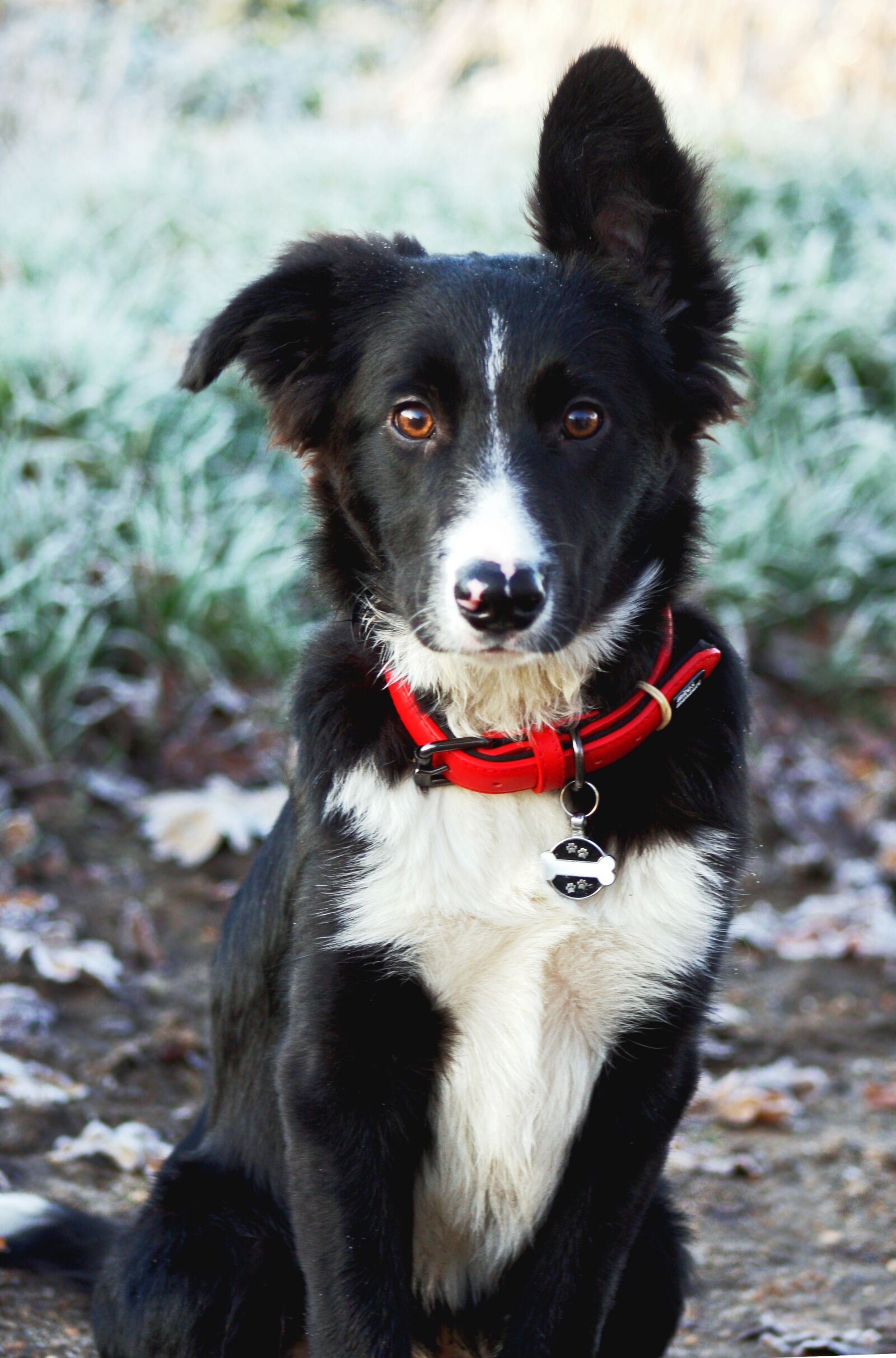 Canon EOS 40D sample photo. Border collie, collie, sheepdog photography