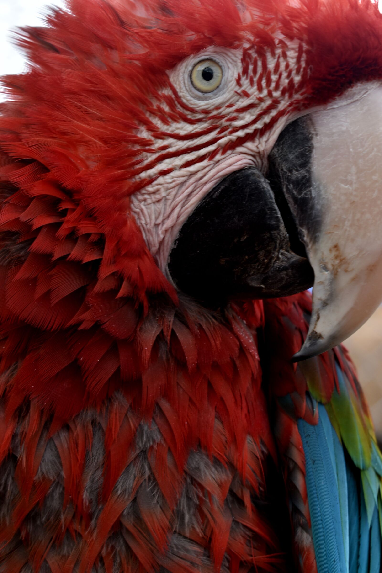 Nikon D3500 sample photo. Parrot, bird, nature photography