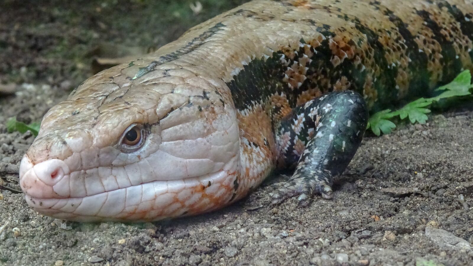 Sony DSC-HX60 sample photo. Exotic, zoo, wild photography