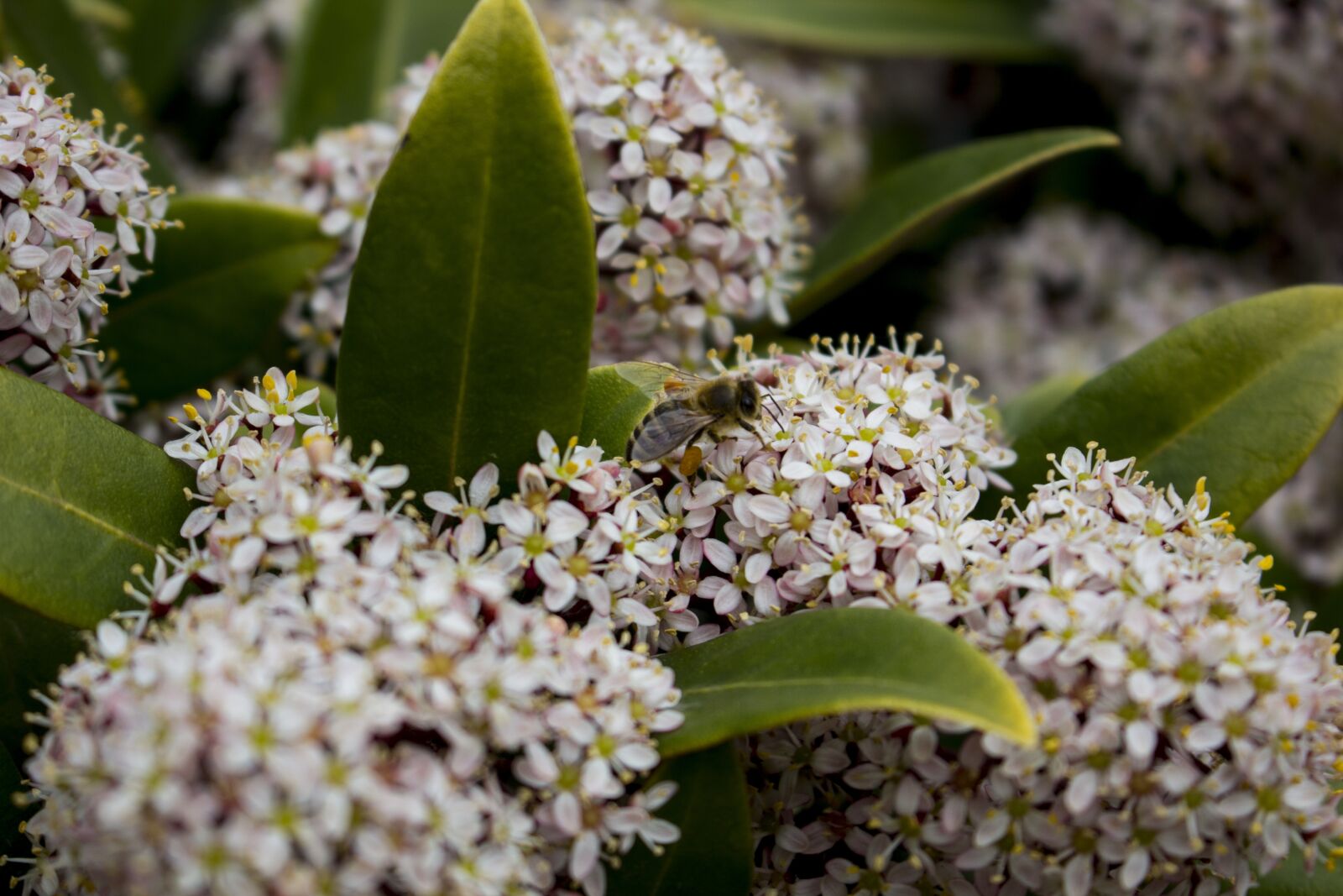 Canon EOS 60D sample photo. Nature, flower, plant photography