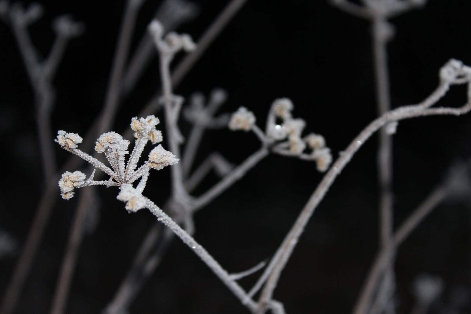 Canon EOS 600D (Rebel EOS T3i / EOS Kiss X5) sample photo. Winter, frost, chill photography