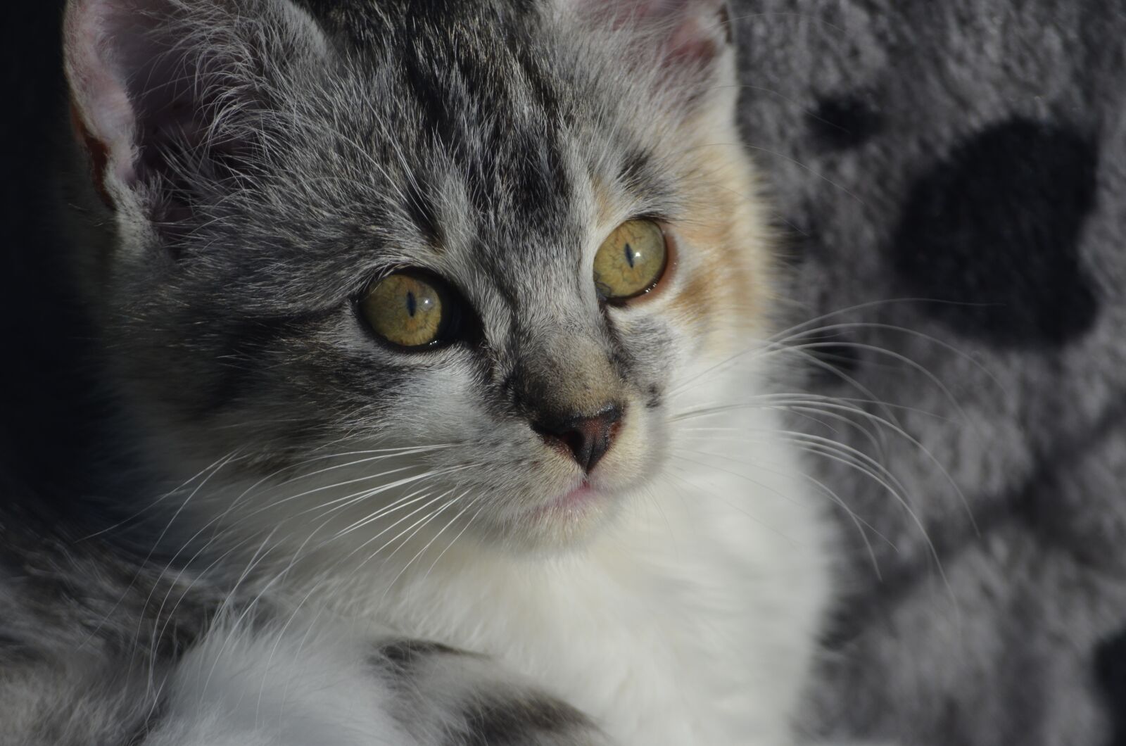 Nikon D5100 sample photo. Light, shadow, cat photography