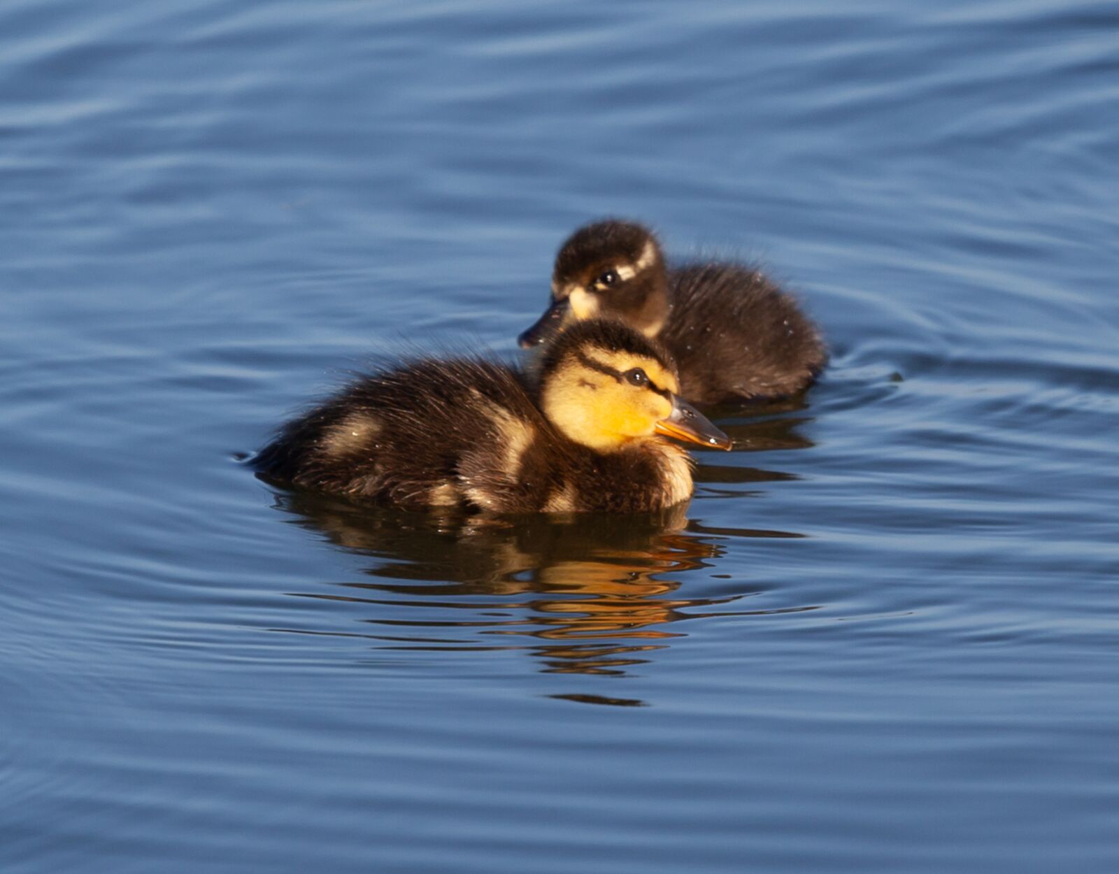 Canon EF 70-200mm F4L USM sample photo. Ducklings, baby ducks, duckling photography