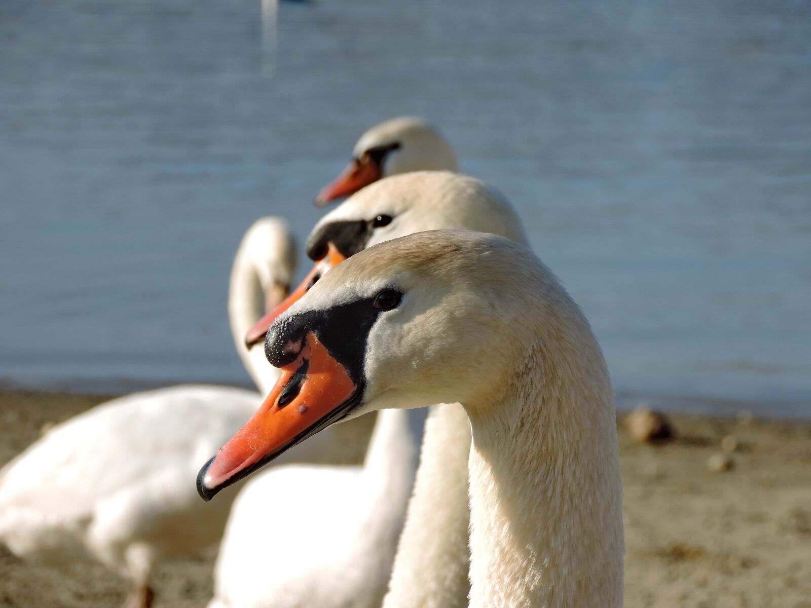 Nikon Coolpix P520 sample photo. Flock, swan, aquatic bird photography