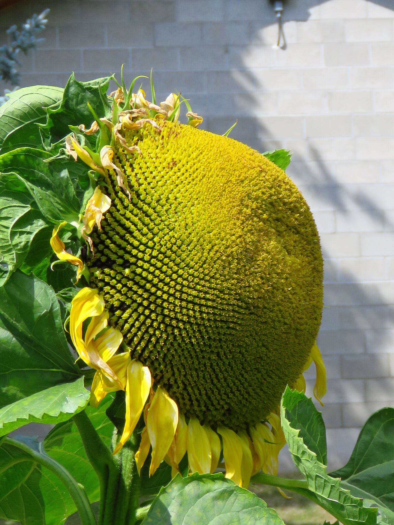 Canon PowerShot SX60 HS sample photo. Sunflower, flower, yellow photography