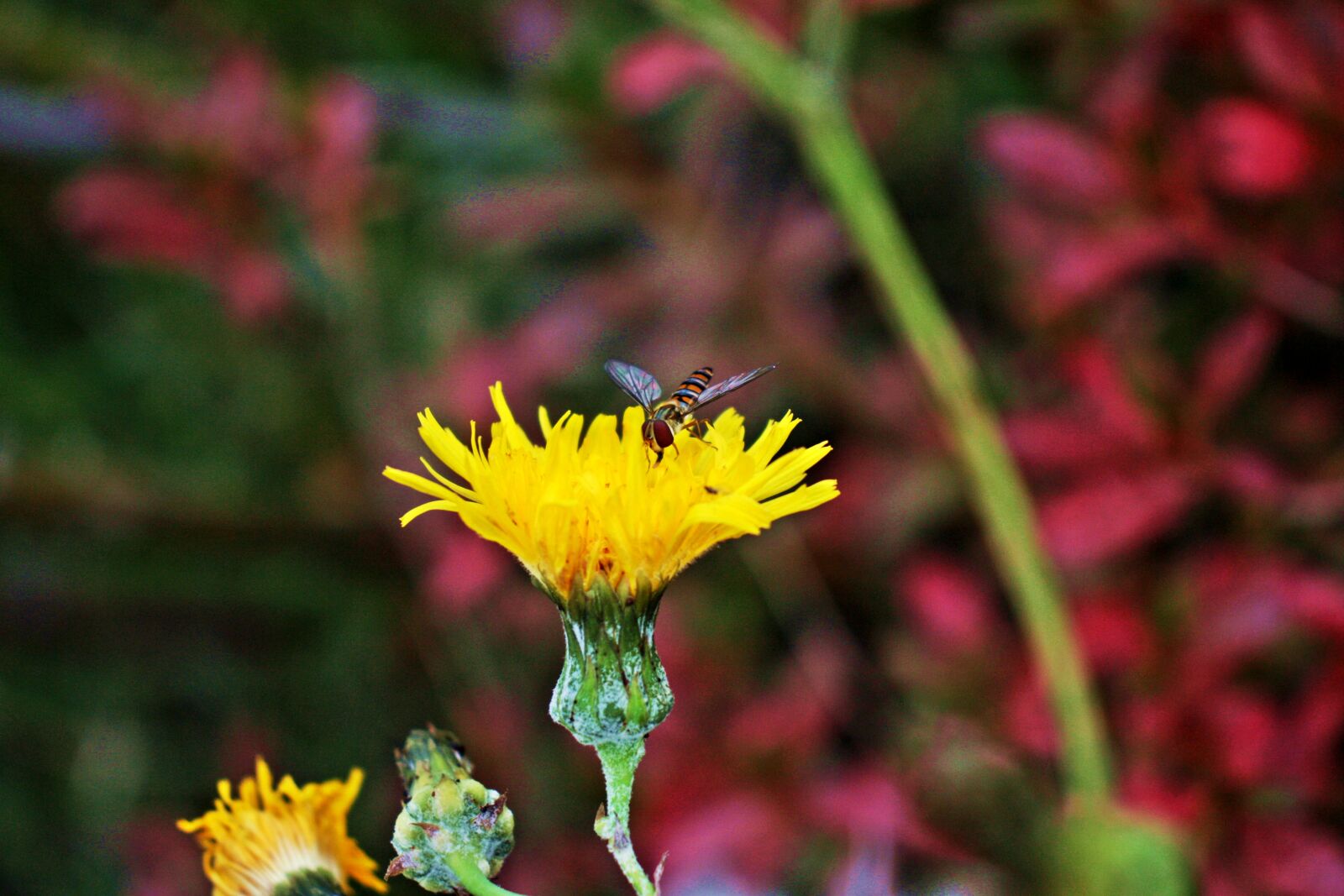 Canon EOS 450D (EOS Rebel XSi / EOS Kiss X2) sample photo. Flower, bee, flowers photography