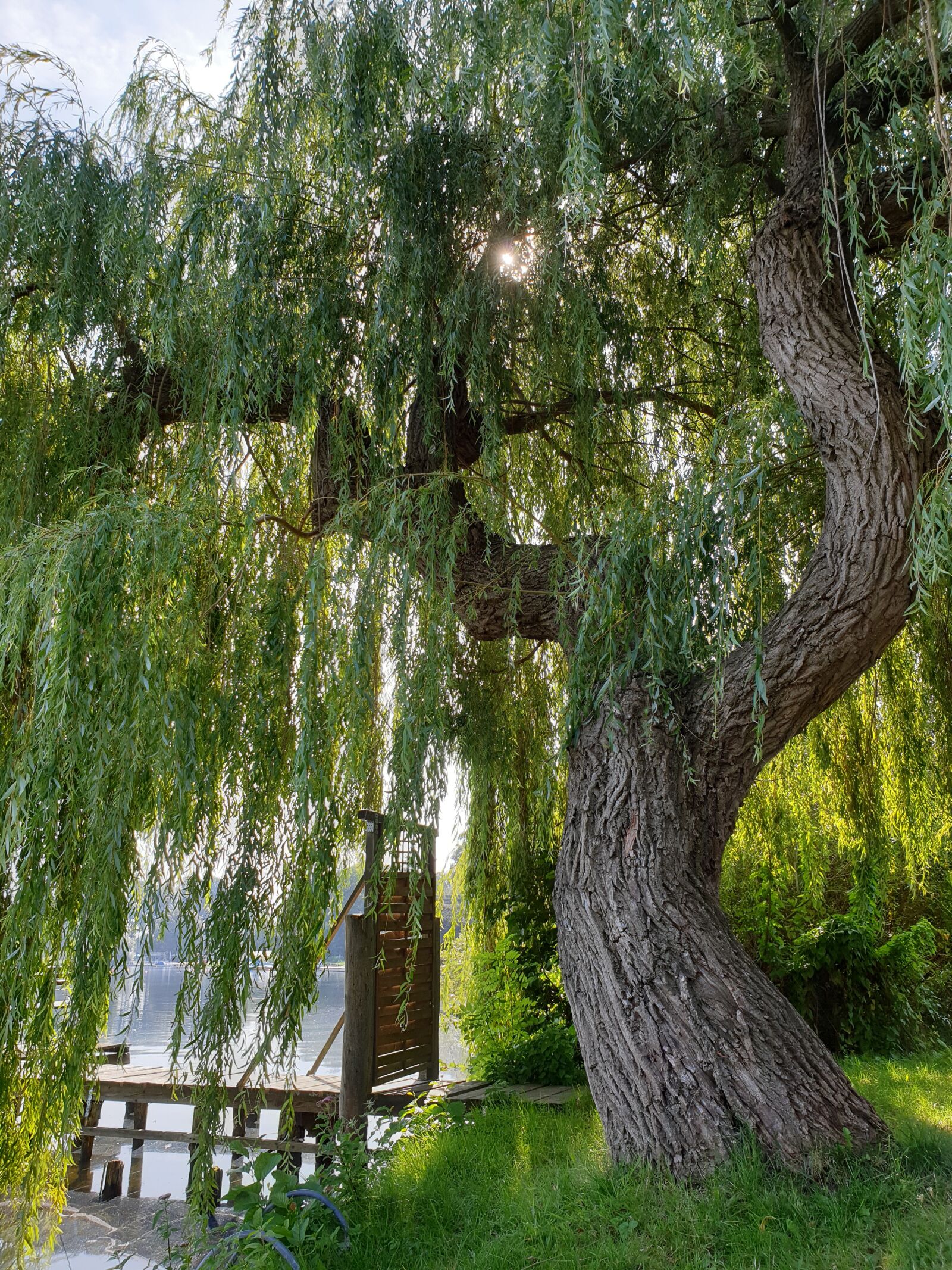 Samsung Galaxy S9 sample photo. Schaalsee, pasture, weeping willow photography