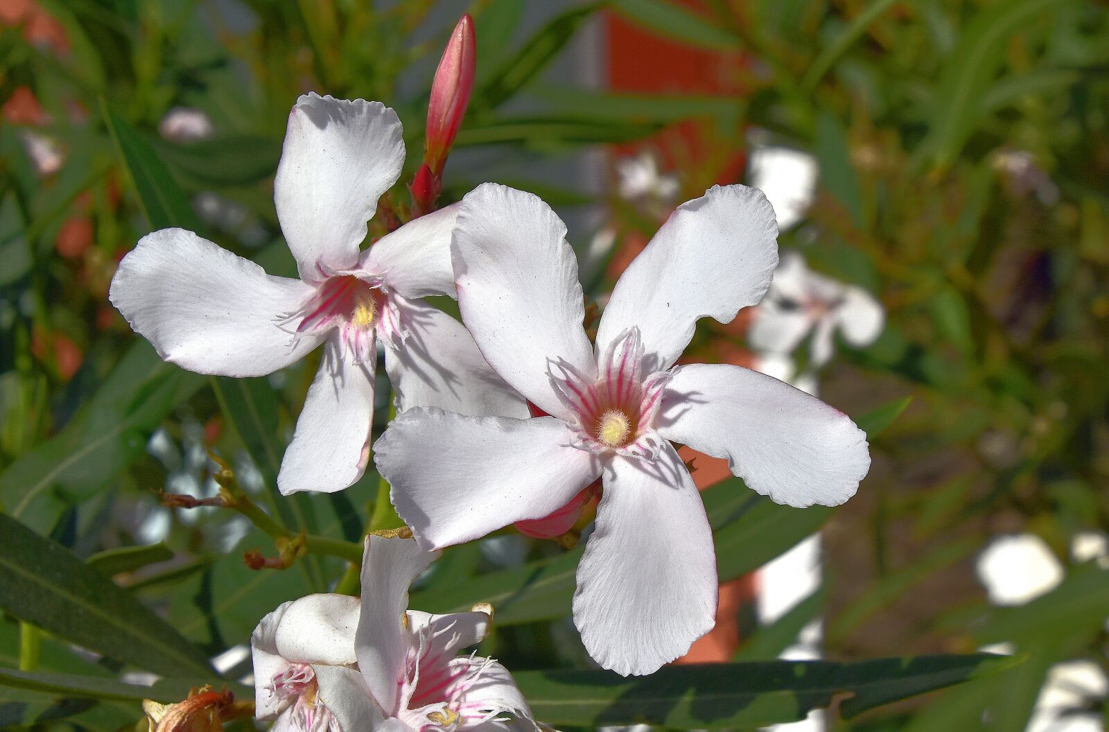 Nikon D7200 sample photo. Flower, garden, plant photography