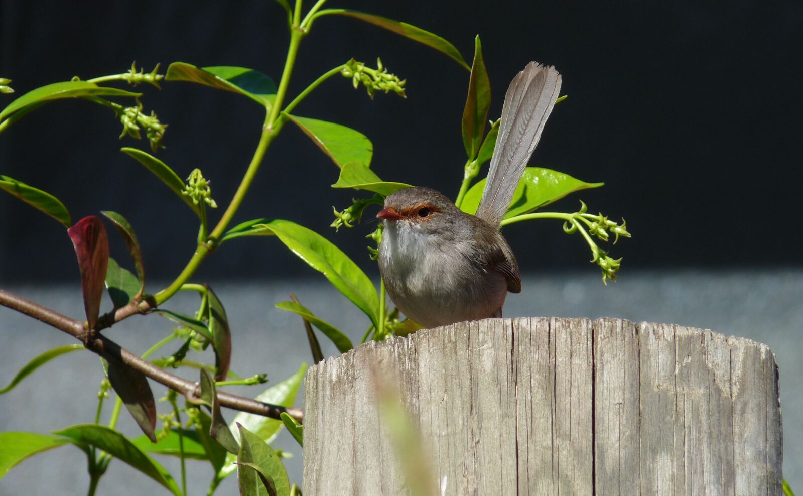 Panasonic Lumix DMC-FZ28 sample photo. Wren, female, bird photography