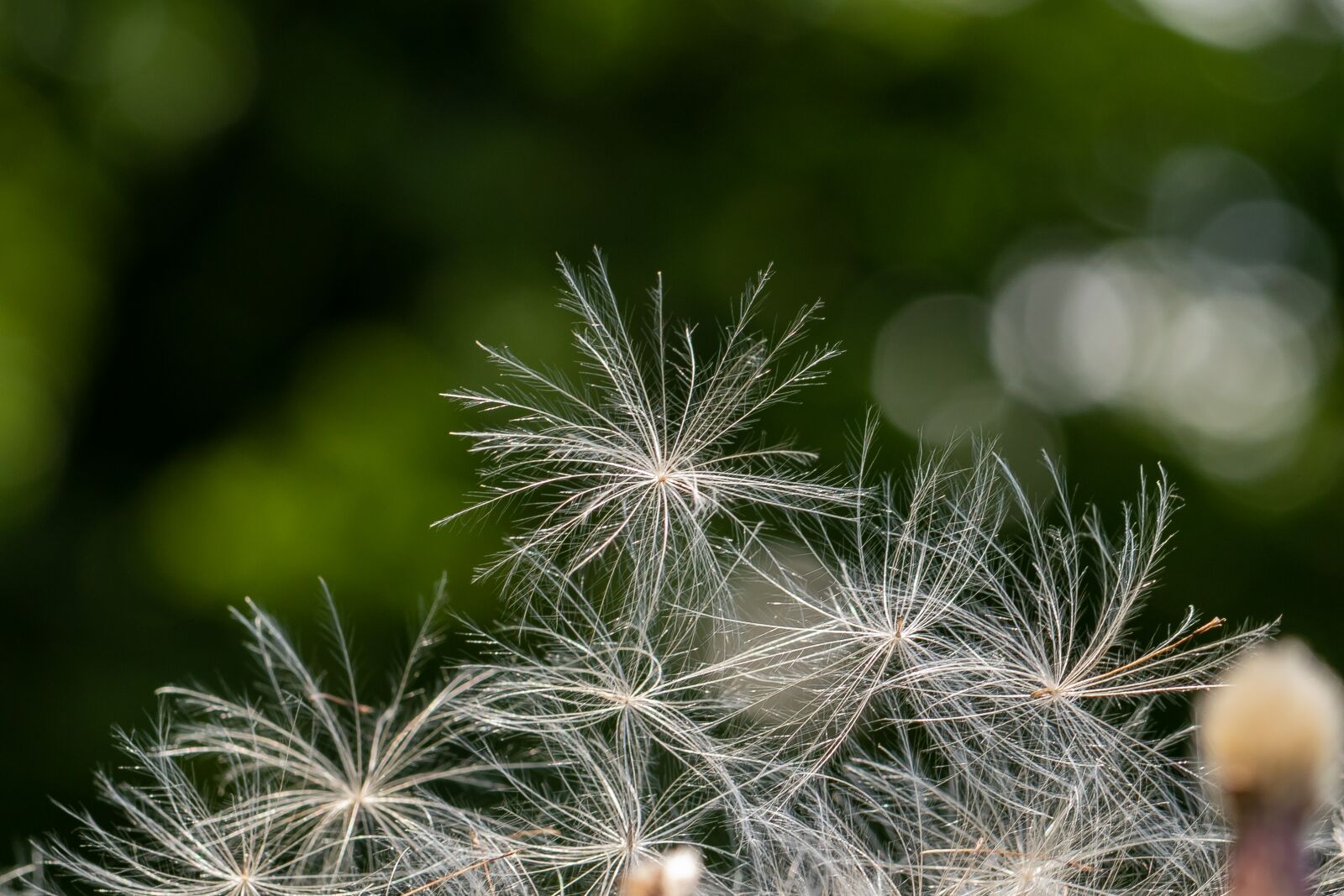 Canon EOS 7D Mark II sample photo. Thistle, flying seeds, delicate photography