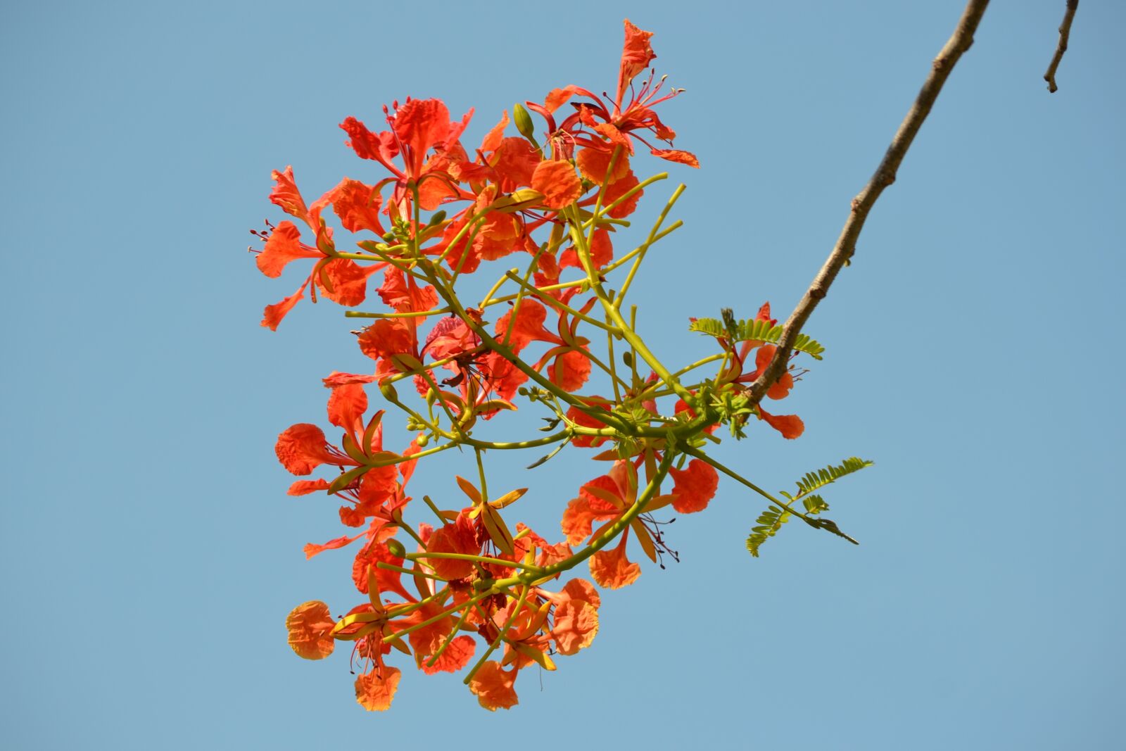 Nikon D3100 sample photo. Flower, red flower, flowers photography