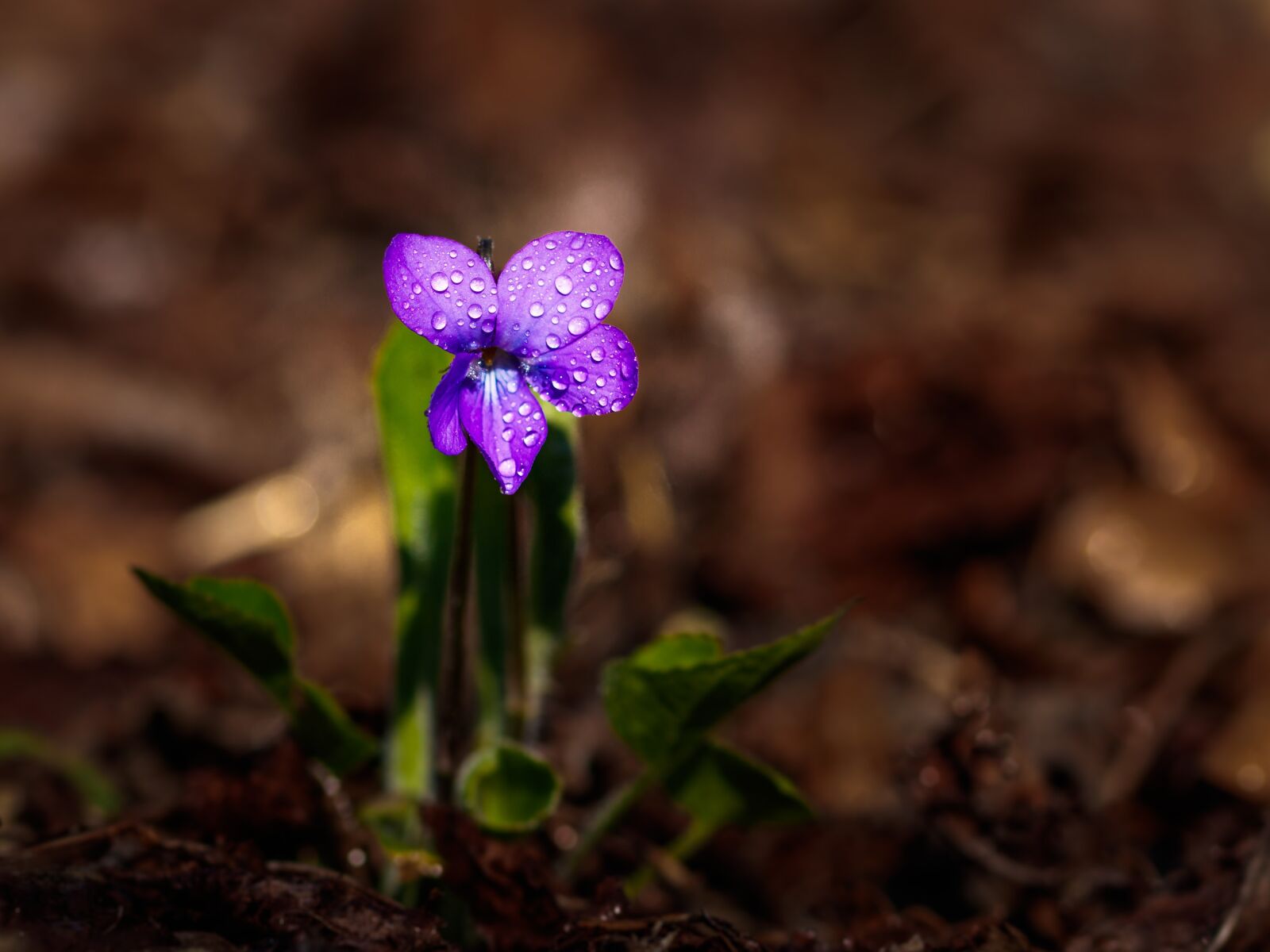 Canon EOS 80D sample photo. Flower, purple, purple flower photography