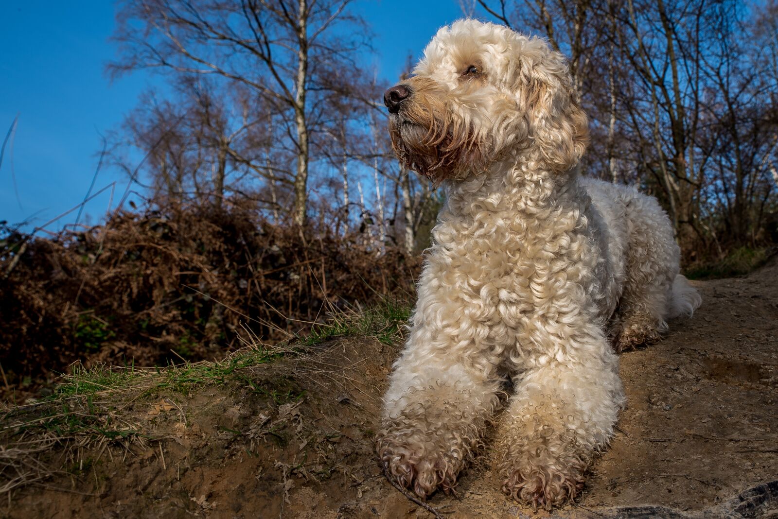 Nikon D750 sample photo. Dog, cocker, sweet photography