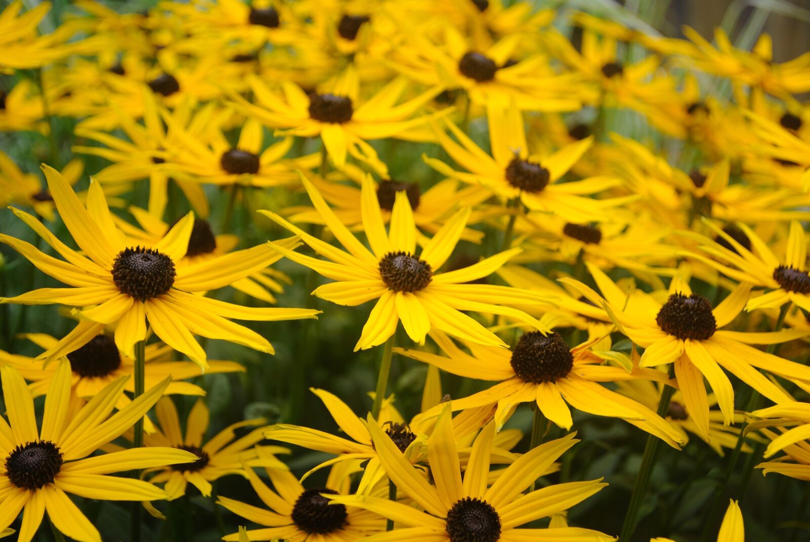 Nikon D3000 sample photo. Sea of flowers, yellow photography