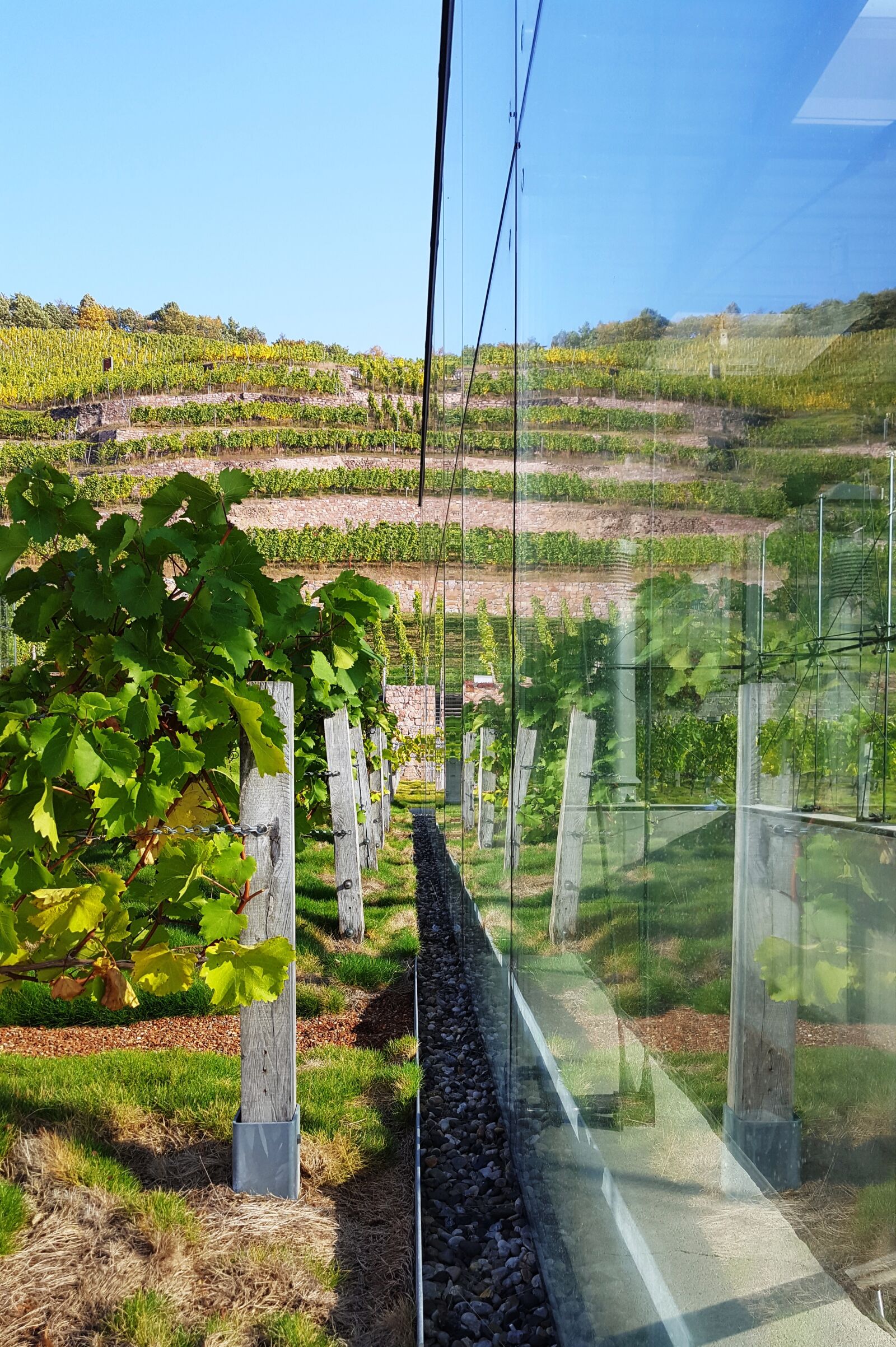 Samsung Galaxy S6 sample photo. Mirror image, vineyard, rebstock photography