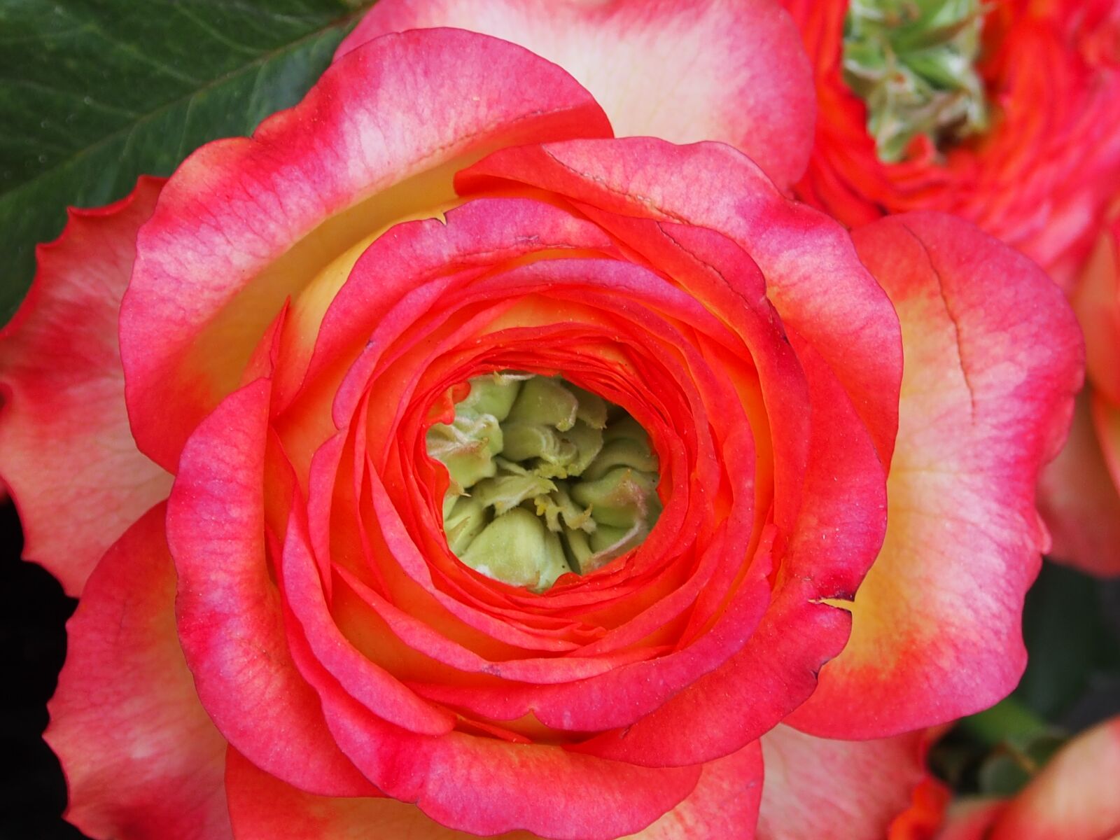 Olympus OM-D E-M5 sample photo. Rose, flower, flowers photography